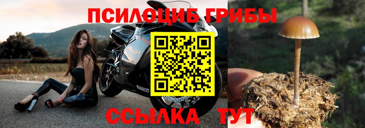 Галлюциногенные грибы Cubensis Благодарный